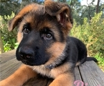 Small Photo #2 German Shepherd Dog Puppy For Sale in MELROSE, FL, USA