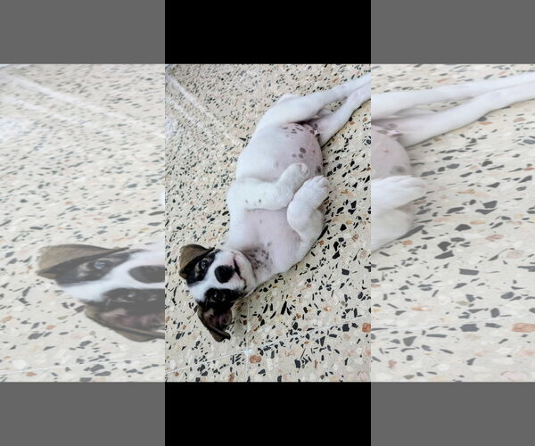 Medium Photo #4 Jack Russell Terrier-Unknown Mix Puppy For Sale in NYC, NY, USA