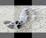 Small #3 Jack Russell Terrier Mix