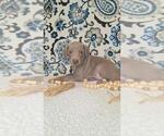 Puppy Riah Weimaraner