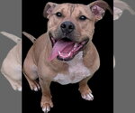 Small #6 Bulldog Mix