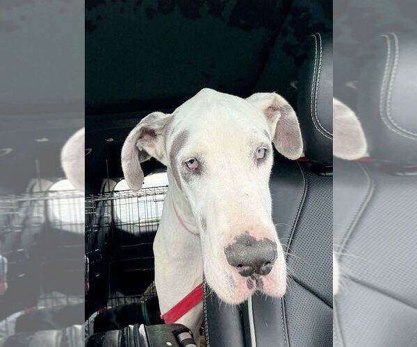 Medium Photo #12 Great Dane Puppy For Sale in Bullard, TX, USA