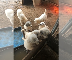 Great Pyrenees Puppy for sale in BOWDON, GA, USA
