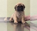 Small Photo #1 Bullmastiff Puppy For Sale in COMER, GA, USA