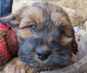 Cocker Spaniel-Poodle (Miniature) Mix Puppy for sale in BUCKLIN, MO, USA