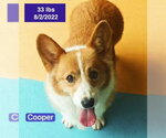Small #1 Pembroke Welsh Corgi