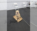 Small #28 Golden Labrador