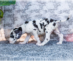 Small #4 Great Dane