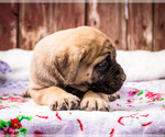 Small Photo #8 Mastiff Puppy For Sale in WAKARUSA, IN, USA