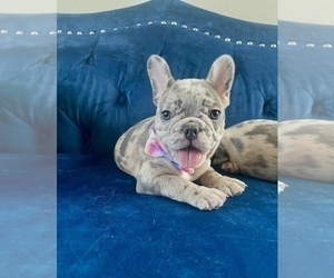French Bulldog Puppy for sale in TULSA, OK, USA