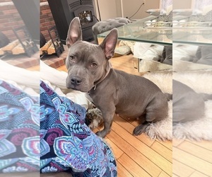 Mother of the American Pit Bull Terrier puppies born on 01/29/2026