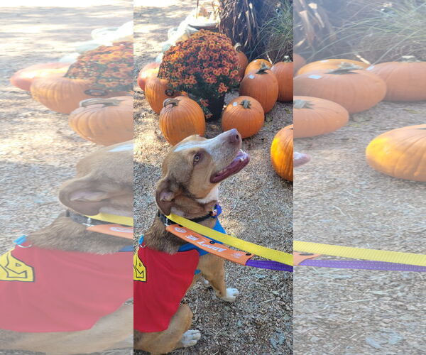 Medium Photo #4 Labrador Retriever-Red Heeler Mix Puppy For Sale in Rosenberg, TX, USA