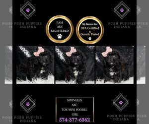 Poodle (Miniature) Puppy for sale in WARSAW, IN, USA