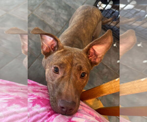 Medium Photo #4 American Pit Bull Terrier-Unknown Mix Puppy For Sale in Germantown, OH, USA