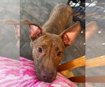 Small #3 American Pit Bull Terrier Mix