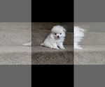 Small Photo #2 Pomeranian Puppy For Sale in PALMDALE, CA, USA