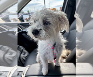 Cairn Terrier-Unknown Mix Dogs for adoption in St. Louis Park, MN, USA