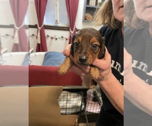 Dachshund Puppy for Sale in RIDGEFIELD, Washington USA