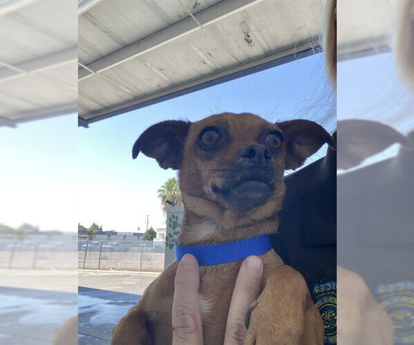 Medium Photo #1 Chihuahua Puppy For Sale in Bakersfield, CA, USA
