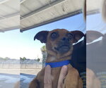 Small Chihuahua