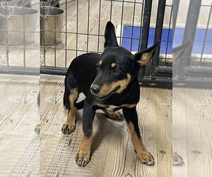 Australian Kelpie-Labrador Retriever Mix Dogs for adoption in Bolivar, MO, USA
