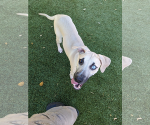 Mutt Dogs for adoption in Woodbury, NY, USA