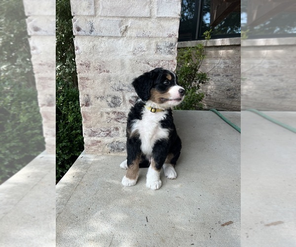 Medium Photo #41 Bernedoodle Puppy For Sale in MARTINSVILLE, IN, USA