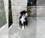 Small Photo #41 Bernedoodle Puppy For Sale in MARTINSVILLE, IN, USA