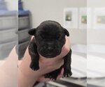 Small #1 Mutt