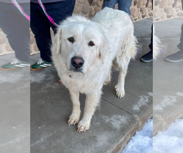 Medium Photo #6 Great Pyrenees-Unknown Mix Puppy For Sale in Grafton, WI, USA