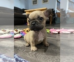 Small Photo #9 French Bulldog Puppy For Sale in OSHKOSH, WI, USA