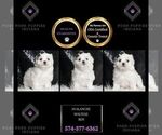 Puppy Avalnche Maltese