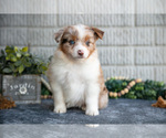 Small Photo #24 Miniature Australian Shepherd Puppy For Sale in BALTIC, OH, USA