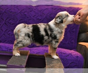 Miniature Australian Shepherd Puppy for sale in SPRINGTOWN, TX, USA