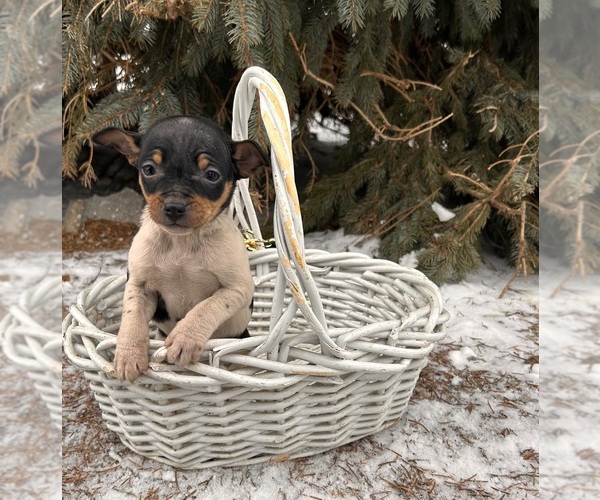 Medium Photo #1 Rat Terrier Puppy For Sale in MIDDLEBURY, IN, USA