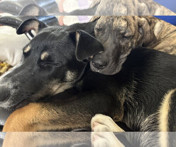 Medium Photo #16 Mutt Puppy For Sale in Fenton, MO, USA