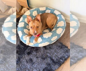 Nana - Female American Staffordshire Terrier-Unknown Mix Dog for Adoption - Photo #4