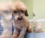Small #3 Poodle (Miniature)