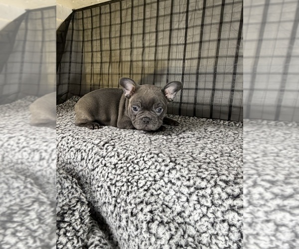 Medium Photo #9 French Bulldog Puppy For Sale in WACO, TX, USA