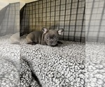 Small Photo #9 French Bulldog Puppy For Sale in WACO, TX, USA