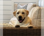 Small #4 Labrador Retriever
