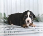 Small #4 Miniature Australian Shepherd