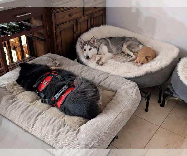 Medium Photo #5 Siberian Husky-Unknown Mix Puppy For Sale in Aurora, CO, USA