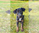 Small #1 Mutt