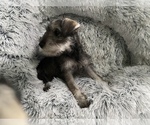 Small Photo #79 Schnauzer (Miniature) Puppy For Sale in CAMBRIDGE, MA, USA