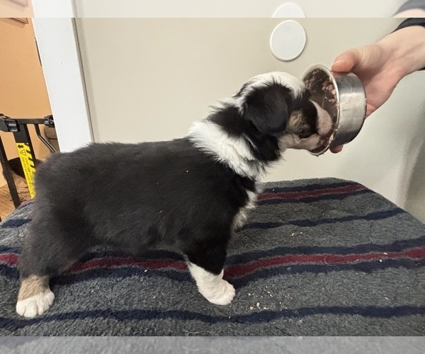 Medium Photo #1 Australian Shepherd Puppy For Sale in CIRCLEVILLE, KS, USA