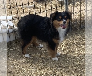 Miniature Australian Shepherd Puppy for Sale in FORT MORGAN, Colorado USA