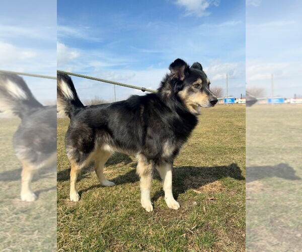 Medium Photo #3 Australian Shepherd Puppy For Sale in Pierceton , IN, USA