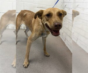 German Shepherd Dog-Unknown Mix Dogs for adoption in San Bernardino, CA, USA