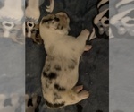 Small Photo #16 Welsh Cardigan Corgi Puppy For Sale in SUN PRAIRIE, WI, USA